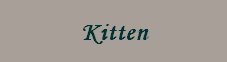 Kitten